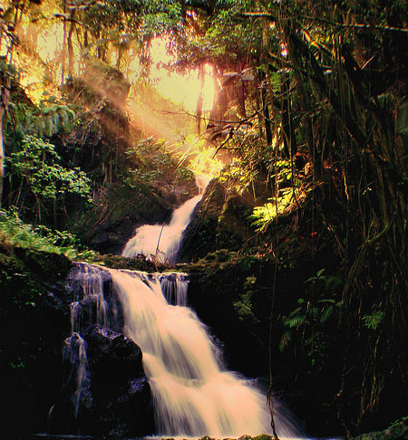 waterfall in forest